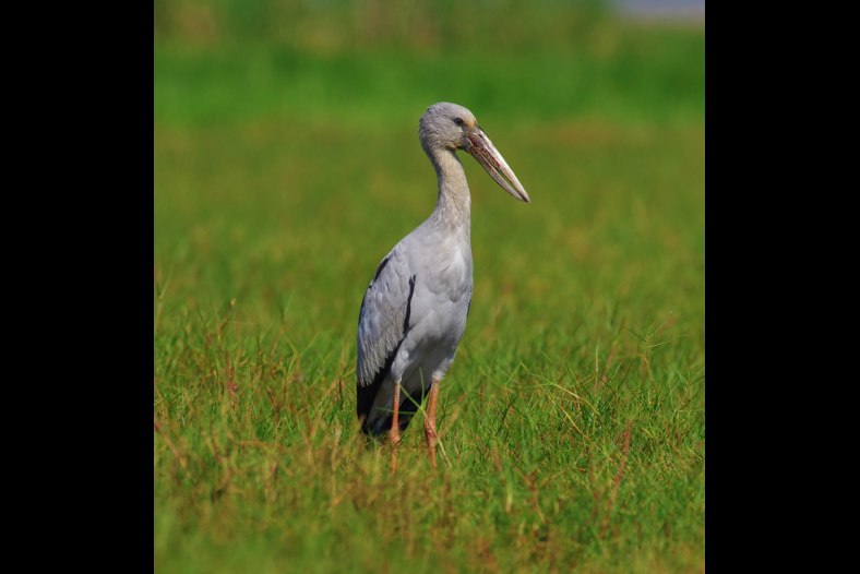 Asian Openbill Stork